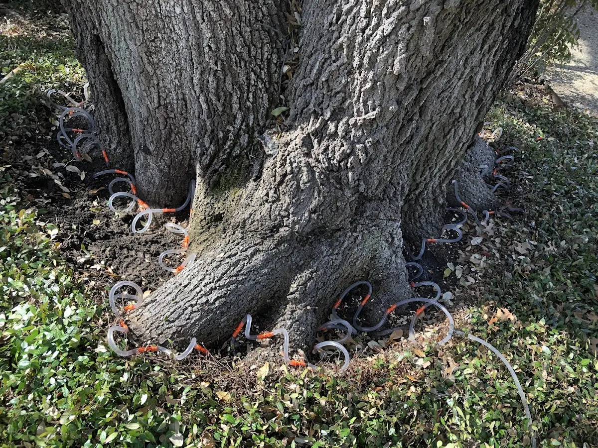 Detailed Tree Cabling and Bracing job site in Yarmouth Port