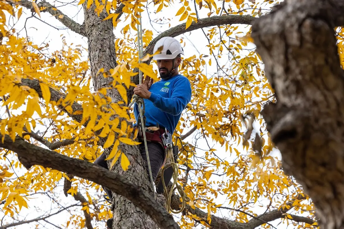 Skilled Tree Planing crew working in Yarmouth Port